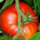 Madanapalle Tomato